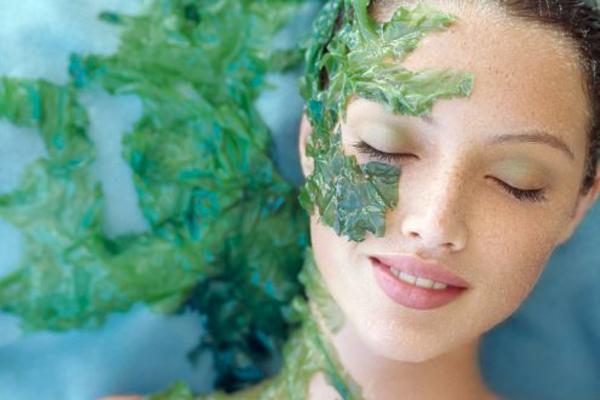 Tảo biển nhật bản và những công dụng không ngờ