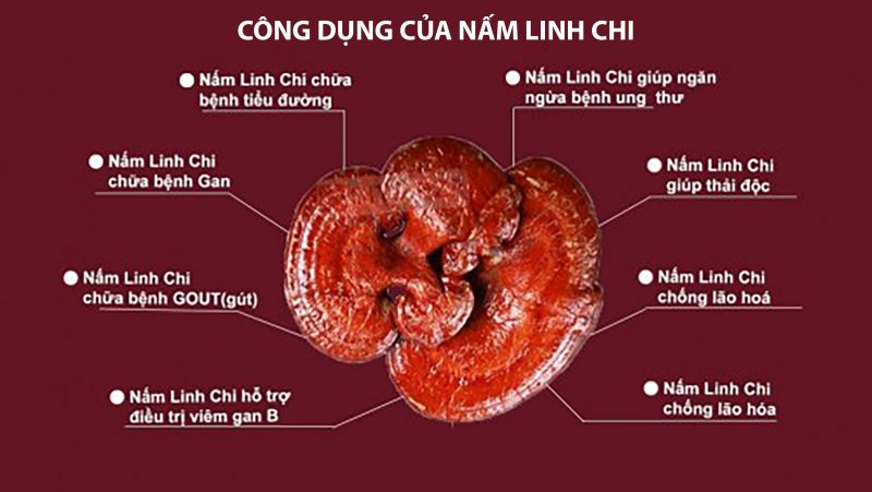 Giải mã những câu hỏi thường gặp về nấm linh chi