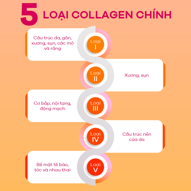 Khám phá 10 công dụng tuyệt vời của Collagen