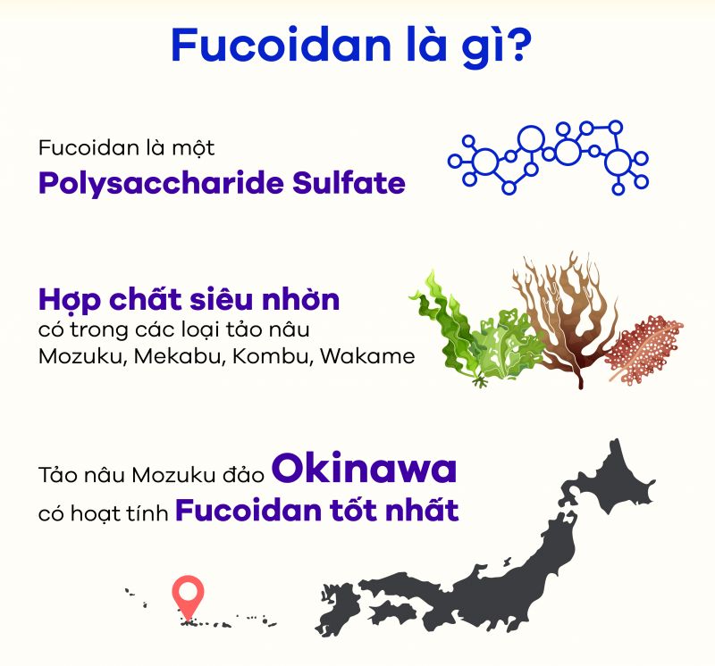 [Infographic] Fucoidan là gì? Thực hư công dụng phòng và điều trị ung thư của Fucoidan