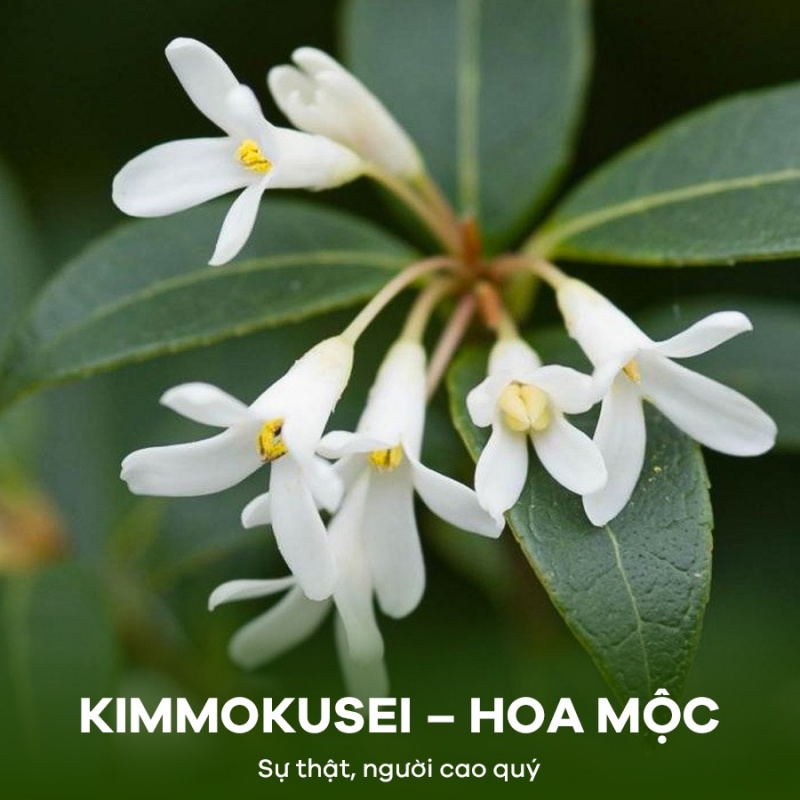  HOA MỘC