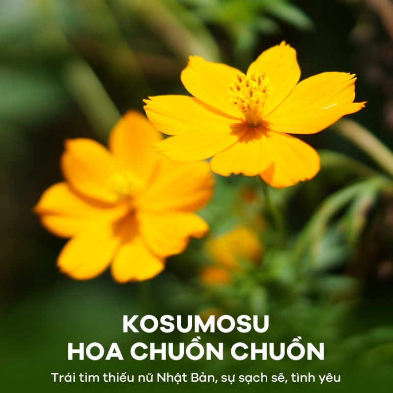 HOA CHUỒN CHUỒN