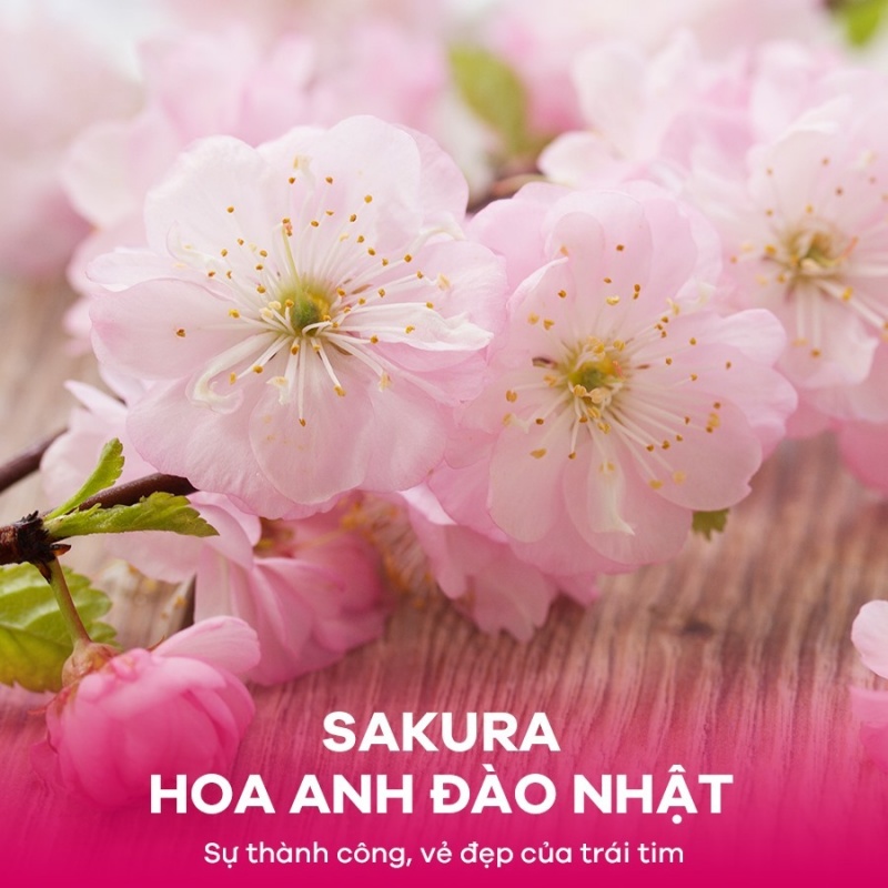 HOA ANH ĐÀO NHẬT