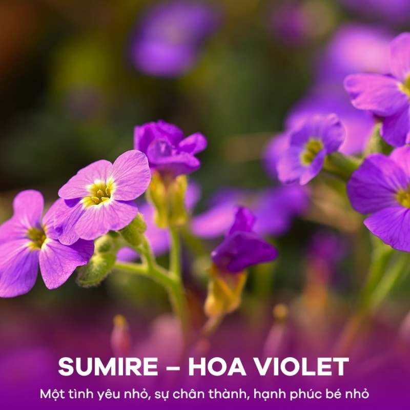 HOA VIOLET
