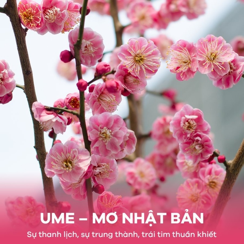 MƠ NHẬT BẢN