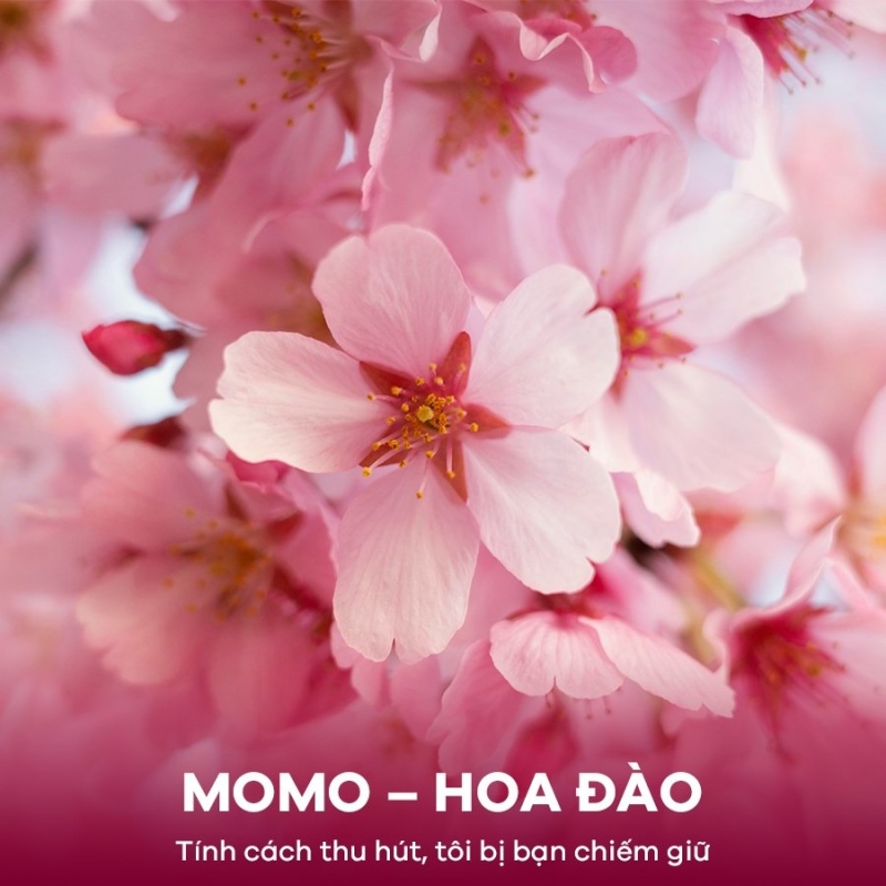 HOA ĐÀO