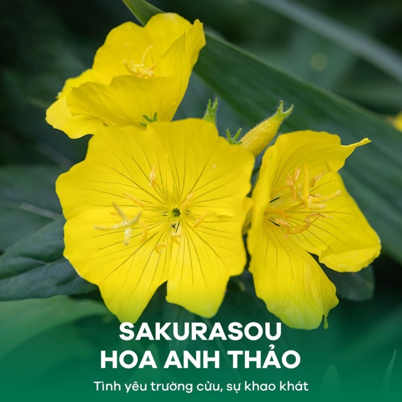 HOA ANH THẢO