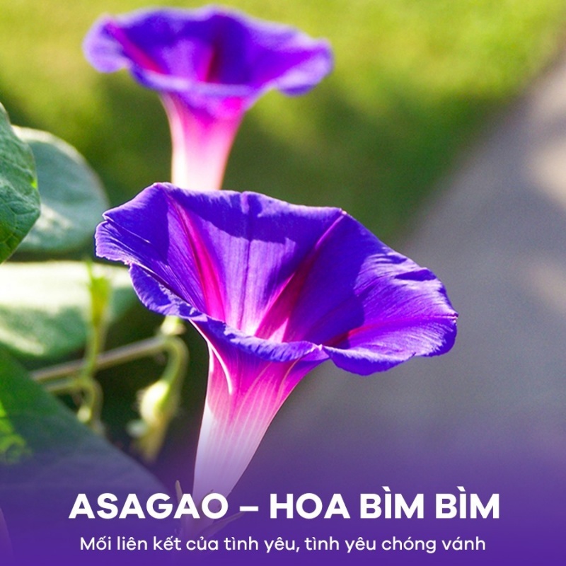 HOA BÌM BÌM