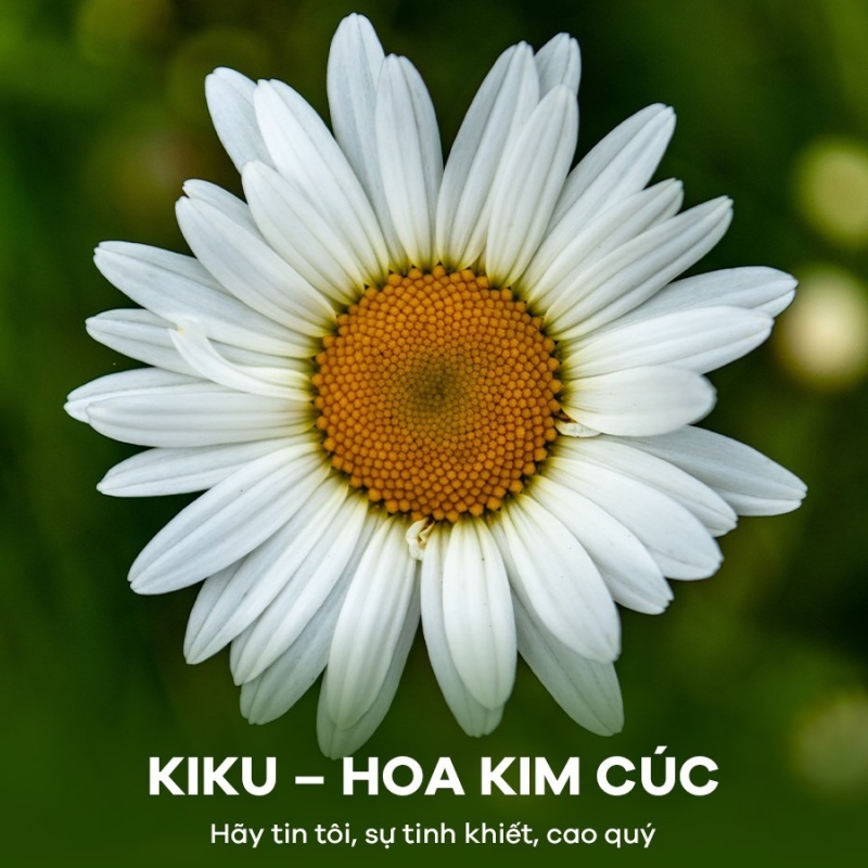HOA KIM CÚC