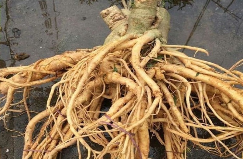 Thuốc nam trị thoái hóa khớp gối từ rễ đinh lăng