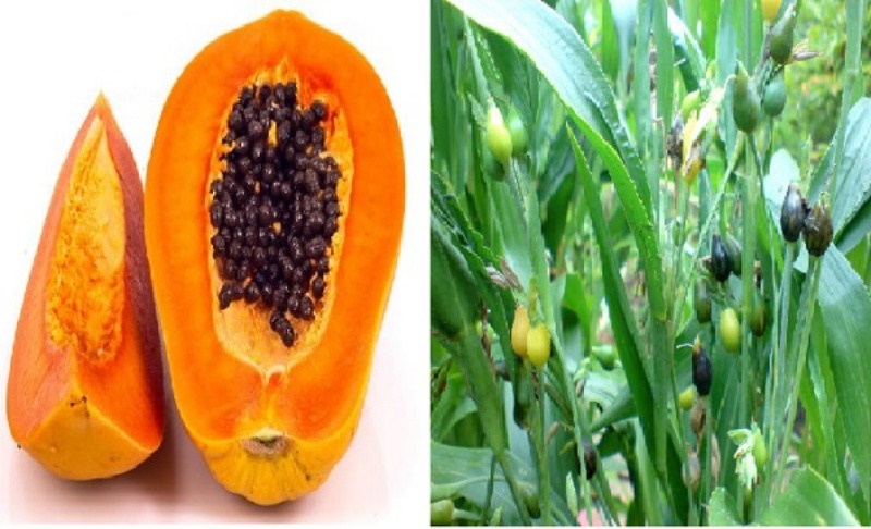 Sắc nước đu đủ uống chữa bệnh đau xương khớp