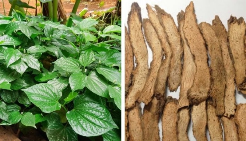 Lá lốt và thiên niên kiện
