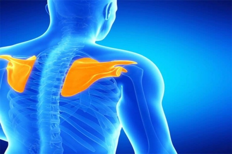 Vị trí của xương bả vai trên cơ thể