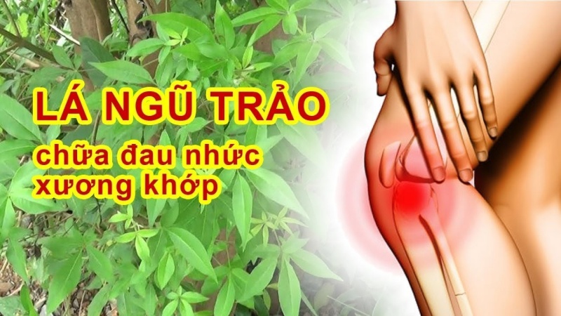 Đặc điểm nhận biết cây lá ngũ trảo