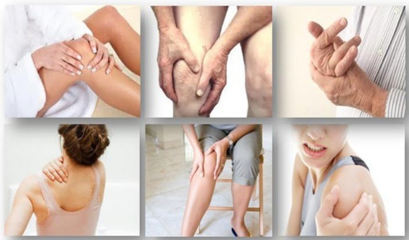 Bài thuốc từ lá ngũ trảo chữa đau xương khớp