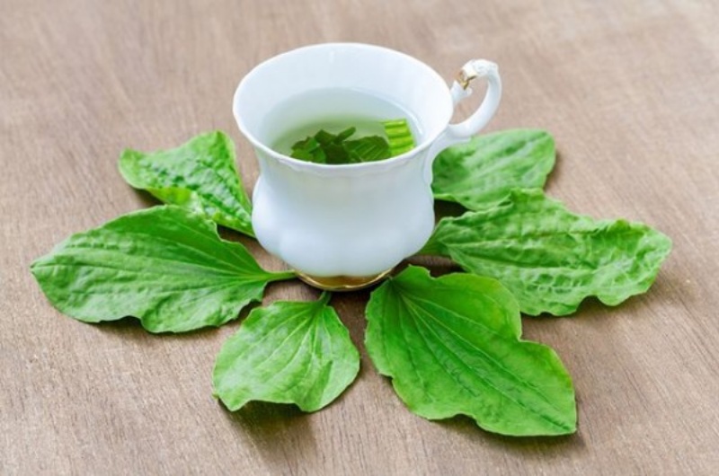 Bài thuốc chữa gout từ cây mã đề