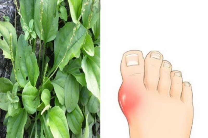 Những thông tin cần biết về cây mã đề