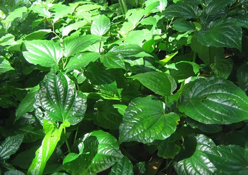 Công dụng của lá lốt chữa đau khớp