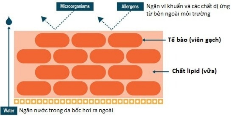 Cấu tạo của hàng rào bảo vệ da