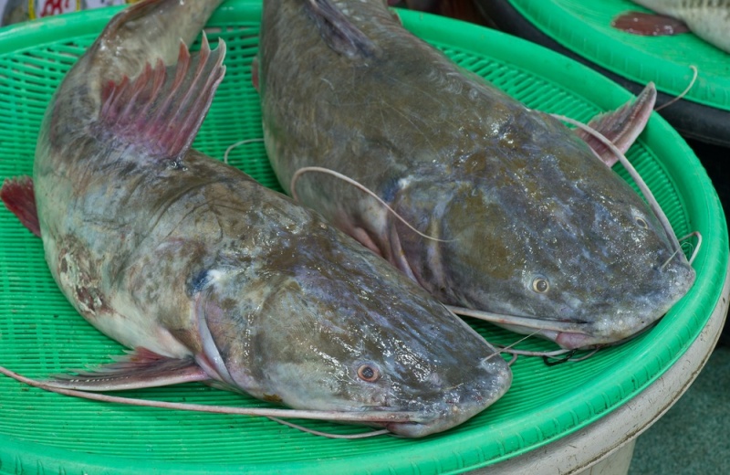 Tác dụng của cá lăng với bé