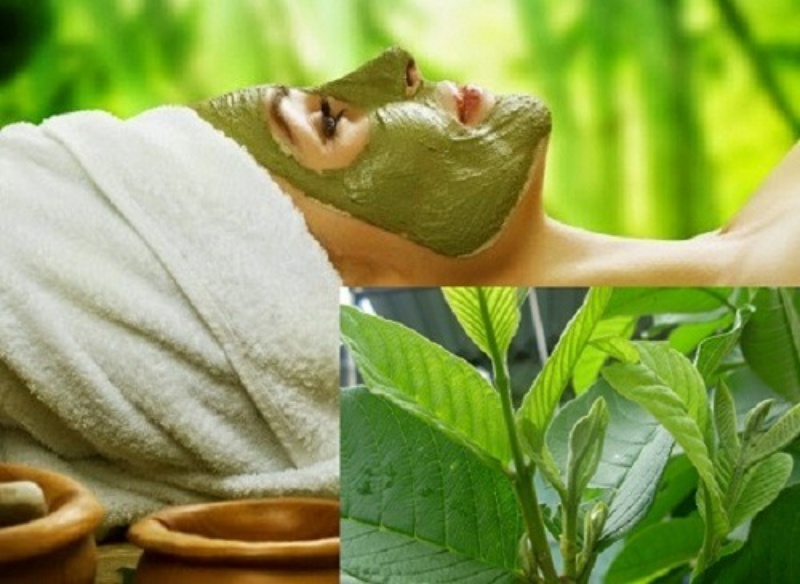 Lá ổi rất có hiệu quả trong việc làm đẹp da