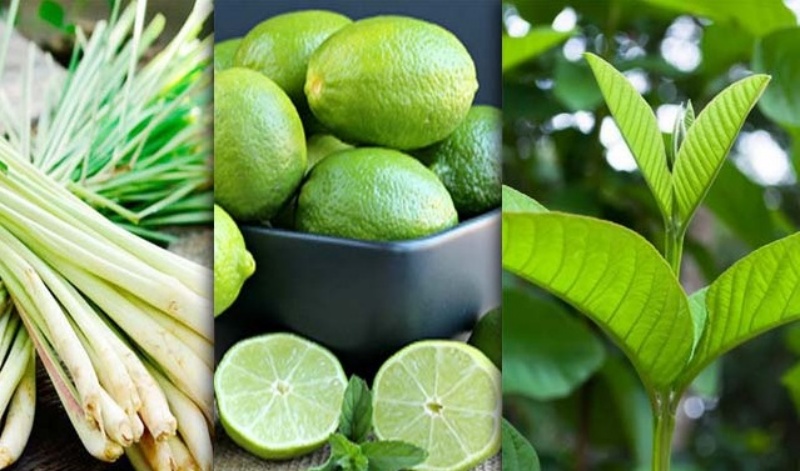 Công thức mặt nạ lá ổi trị nám cùng nước cốt chanh