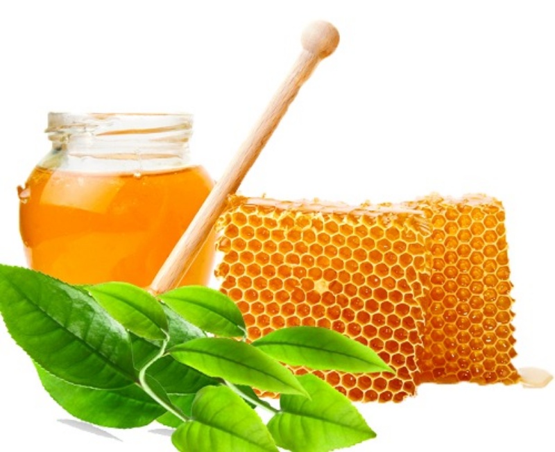 Trị nám bằng lá ổi và mật ong
