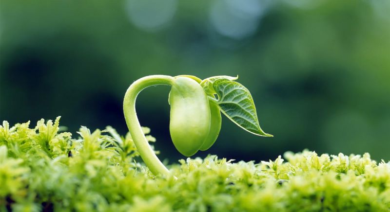 Mầm đậu nành có hàm lượng cao các chất dinh dưỡng hơn hạt
