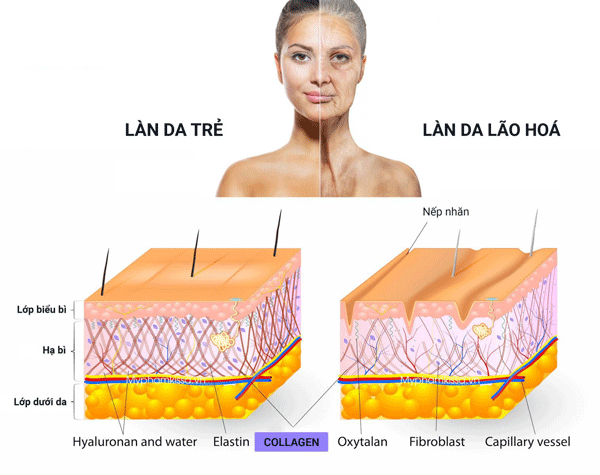 Collagen và công dụng với làn da