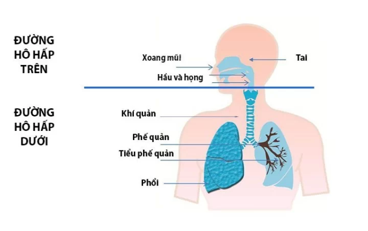 Gan thải độc qua đường nào