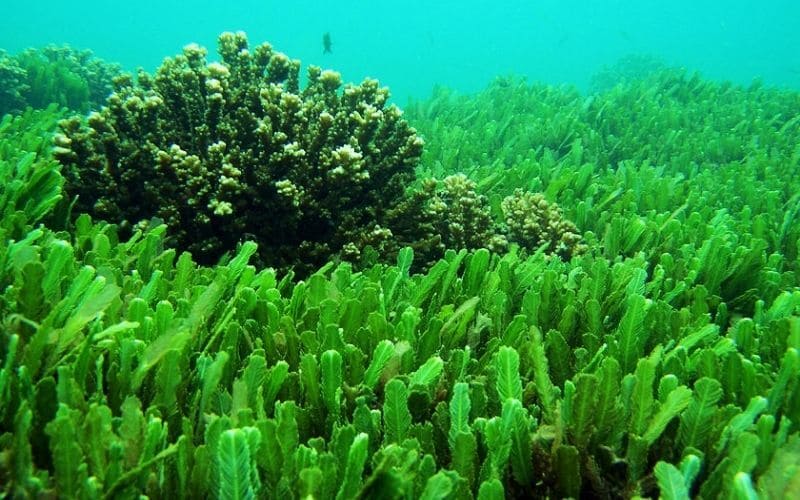 Thành phần dinh dưỡng có trong tảo lục Chlorella