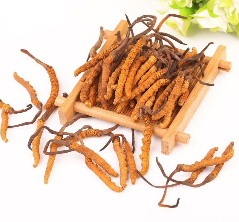 Ăn trực tiếp đông trùng hạ thảo