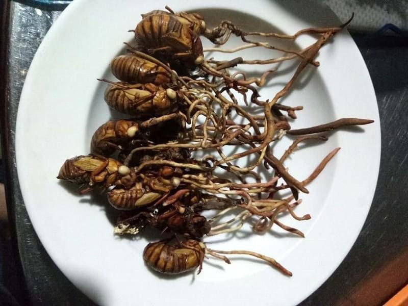 giá đông trùng hạ thảo bọ xít giao động từ 6 - 8 triệu đồng/kg