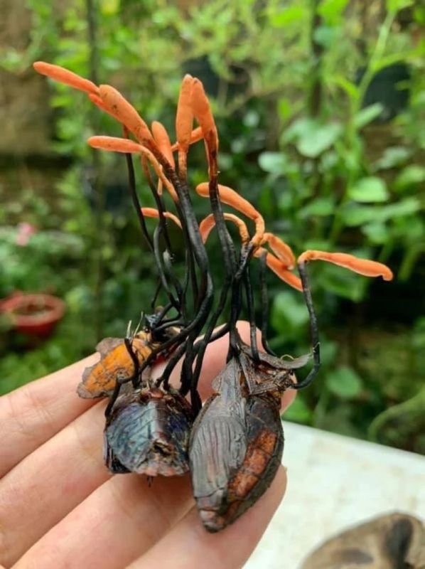 Đông trùng hạ thảo bọ xít đem lại nhiều lợi ích cho sức khỏe