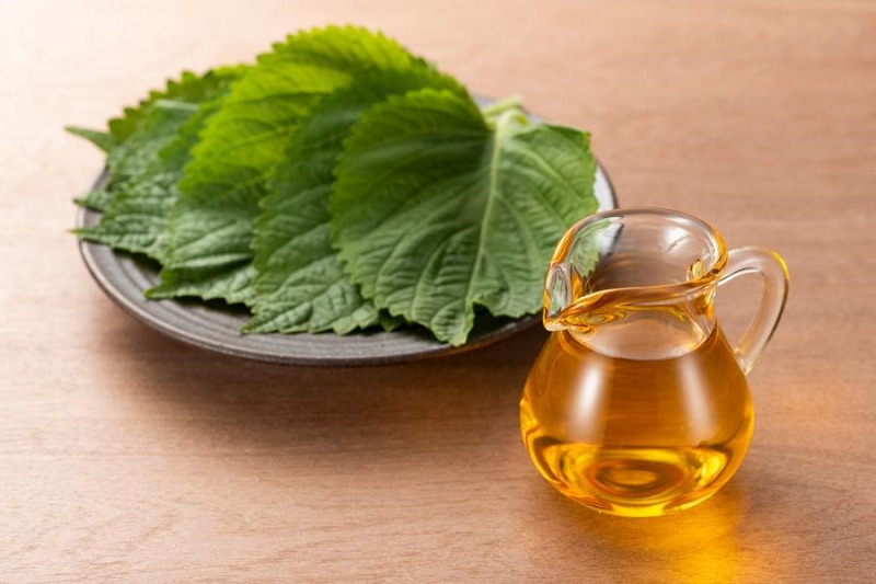 cách chữa nám bằng lá tía tô với mật ong 