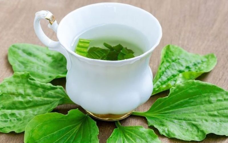 Không nên uống lá mã đề cho phụ nữ mang thai.