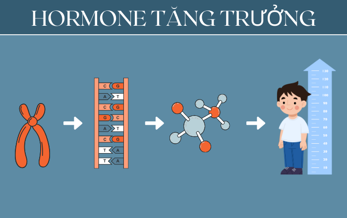 Hormone và rối loạn nội tiết tác động đến chiều cao của trẻ