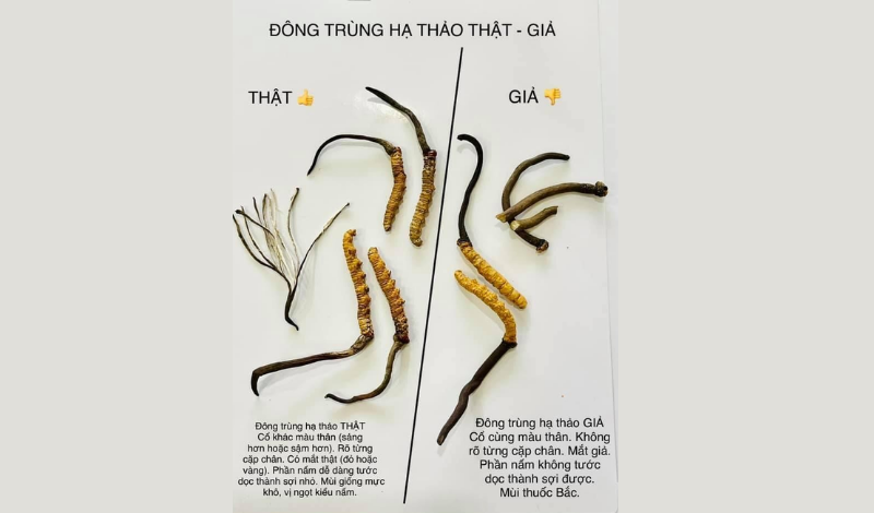 Cách phân biệt đông trùng hạ thảo thật giả