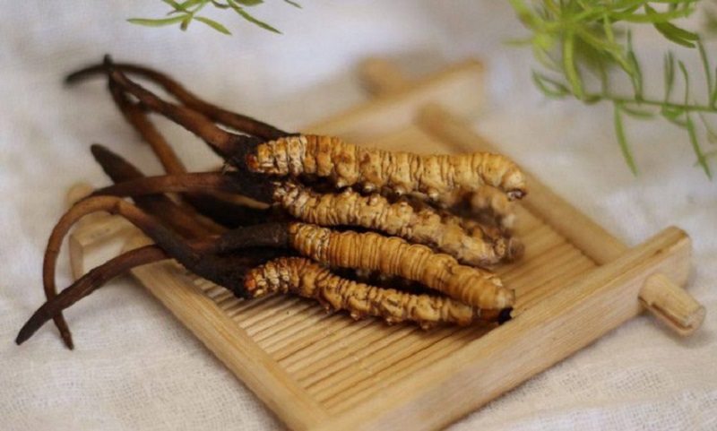 Uống đông trùng hạ thảo bao lâu thì có tác dụng