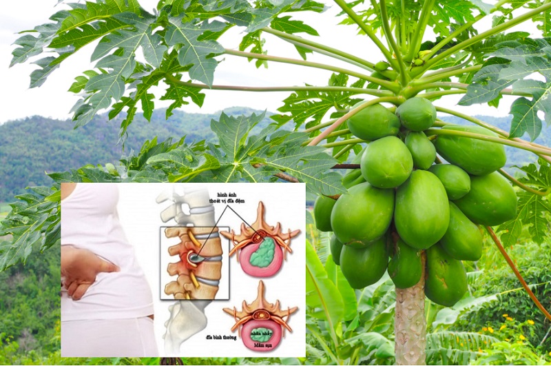 chữa đau xương khớp bằng đu đủ xanh