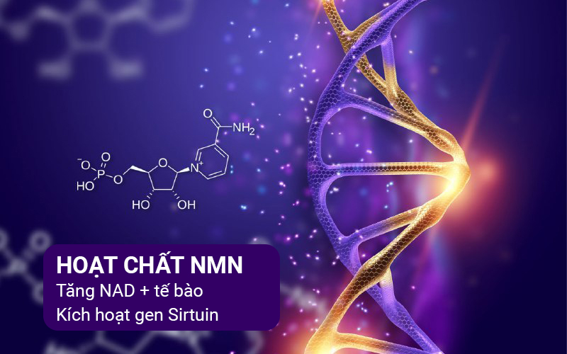 NMN là gì? Cách sử dụng NMN hiệu quả