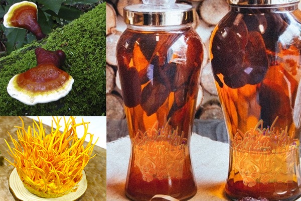 Ngâm rượu đông trùng hạ thảo với nấm linh chi