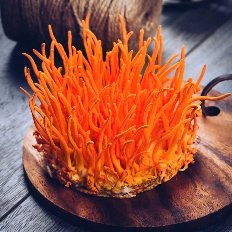 Nấm đông trùng hạ thảo giúp ngăn ngừa ung thư