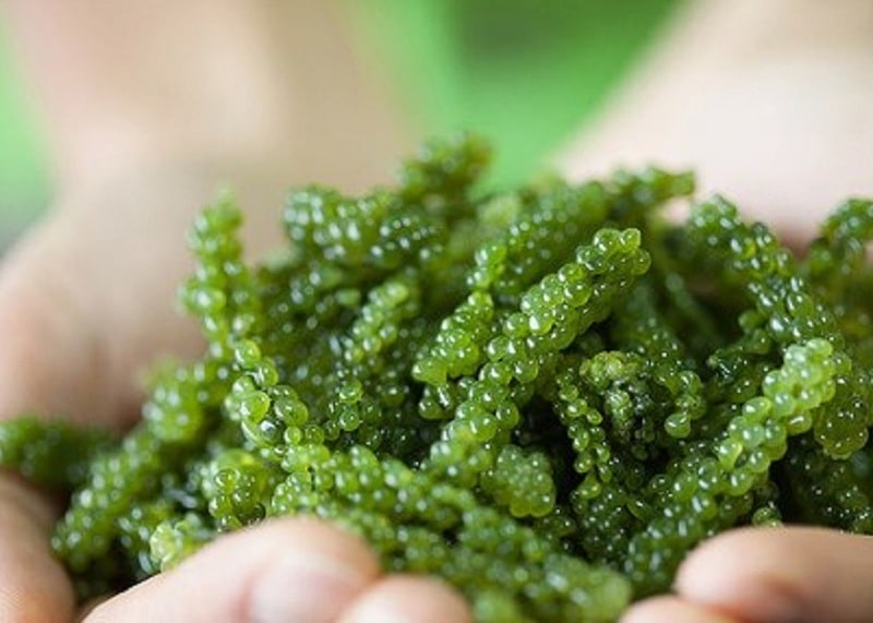 Tảo biển thường chứa phenylalanin, nên người mắc bệnh Phenylketon niệu tuyệt đối không nên dùng tảo