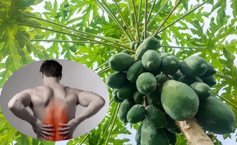 chữa đau xương khớp bằng đu đủ xanh