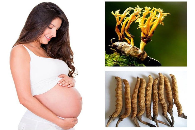 Đông trùng hạ thảo giúp tặng tỷ lệ đậu thai ở phụ nữ