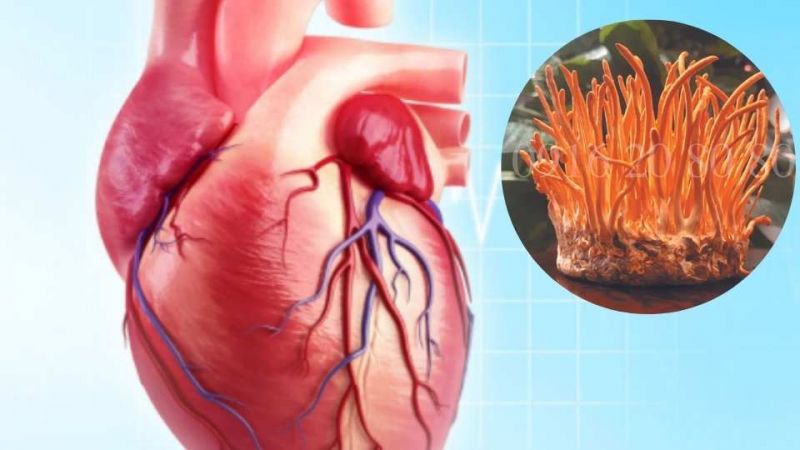 Đông trùng hạ thảo giúp bảo vệ tim mạch cho người phụ nữ