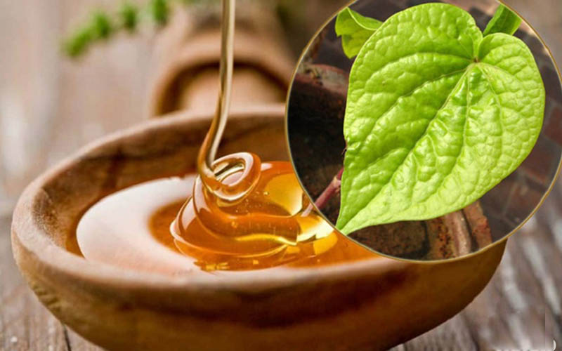 lá trầu không với mật ong trị nám