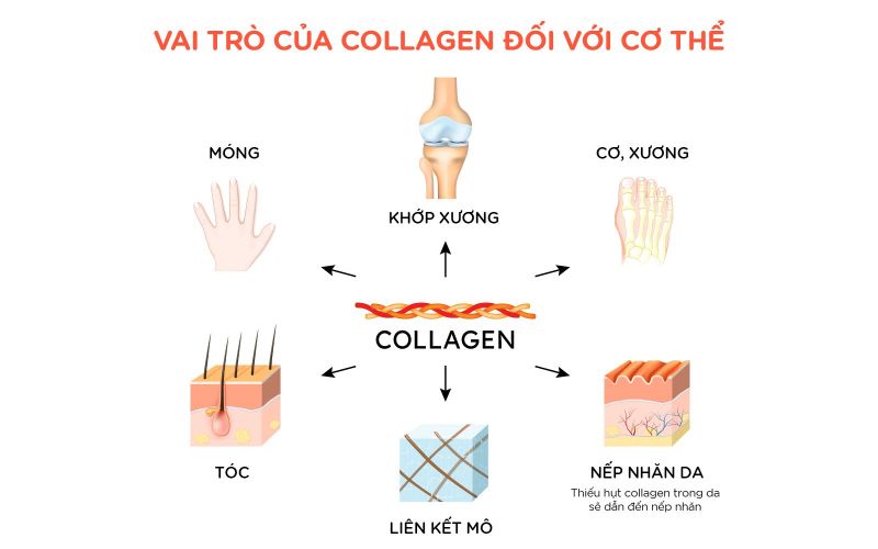 Collagen đóng vai trò quan trọng với sức khỏe