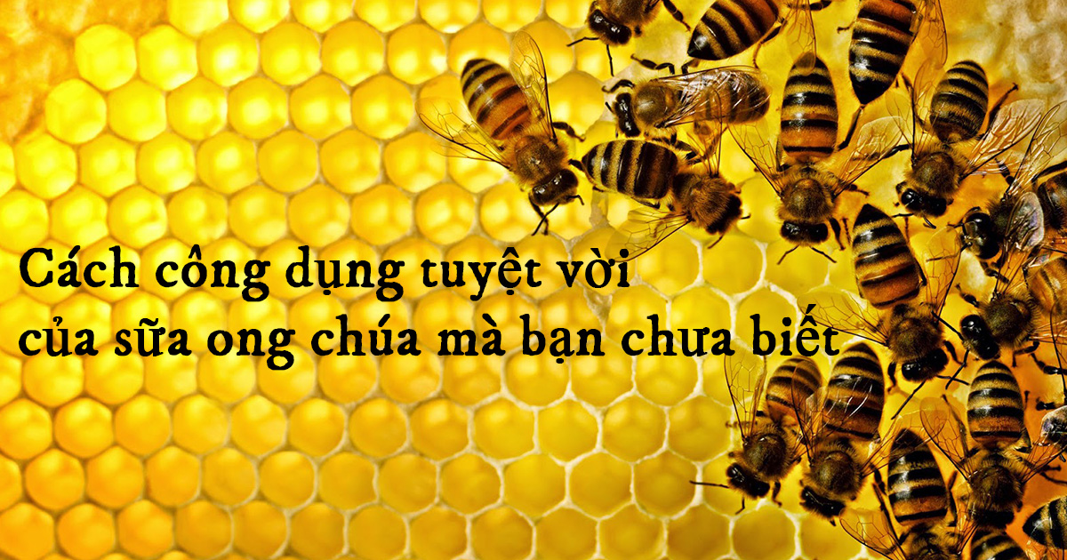 Công dụng của sữa ong chúa có thể bạn chưa biết